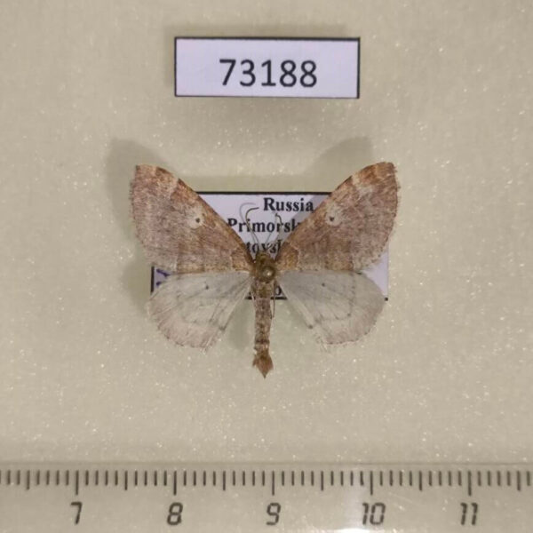Geometridae Idiotephria evanescens Primorye