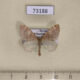 73188p Geometridae Idiotephria evanescens Primorye $7