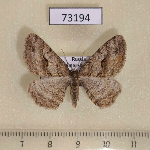 Geometridae Protalcis concinnata Primorye