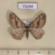 73194p Geometridae Protalcis concinnata Primorye $5