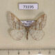 73195p Geometridae Phigaliohybernia latifasciaria Primorye $12
