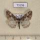 73196p Geometridae Pseuderannis lomozemia Primorye $5