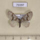 73197p Geometridae Trichopteryx ustata f Primorye $5