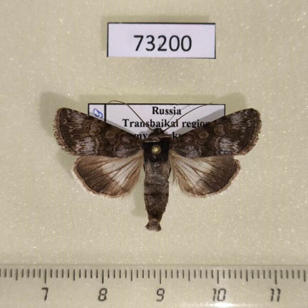 Noctuidae Oncocnemis campicola Transbaikal reg.
