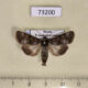 73200p Noctuidae Oncocnemis campicola Transbaikal reg. $7