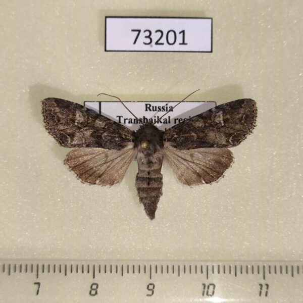 Noctuidae Polia altaica Transbaikal reg.