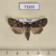 73201p Noctuidae Polia altaica Transbaikal reg. $8
