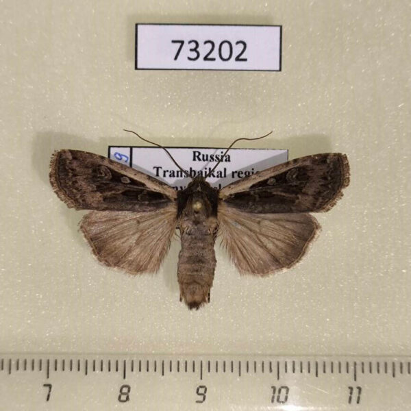 Noctuidae Euxoa karschi Transbaikal reg.
