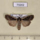 73202p Noctuidae Euxoa karschi Transbaikal reg. $10