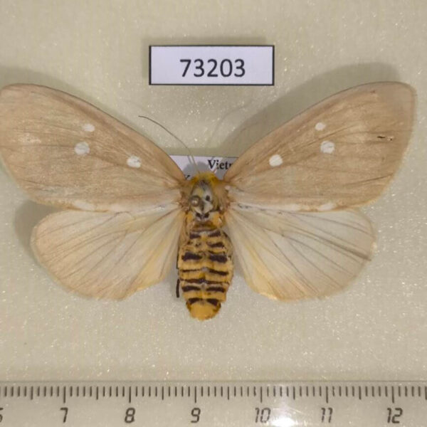 Noctuidae Tinolius hypsana f Vietnam