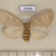 73203p Noctuidae Tinolius hypsana f Vietnam $15