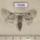 73205p Noctuidae Acronicta vulpina Primorye $7