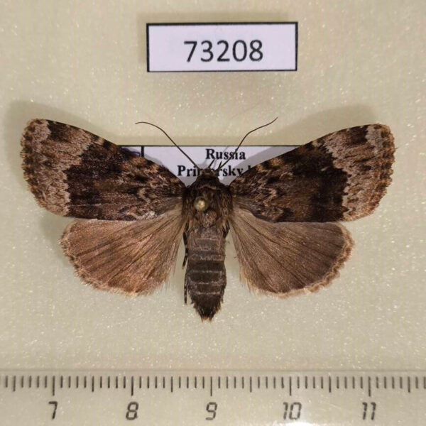 Noctuidae Amphipyra erebina Primorye