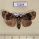 73208p Noctuidae Amphipyra erebina Primorye $10