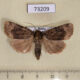 73209p Noctuidae Amphipyra erebina Primorye $7