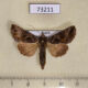 73211p Noctuidae Autographa buraetica Primorye $5