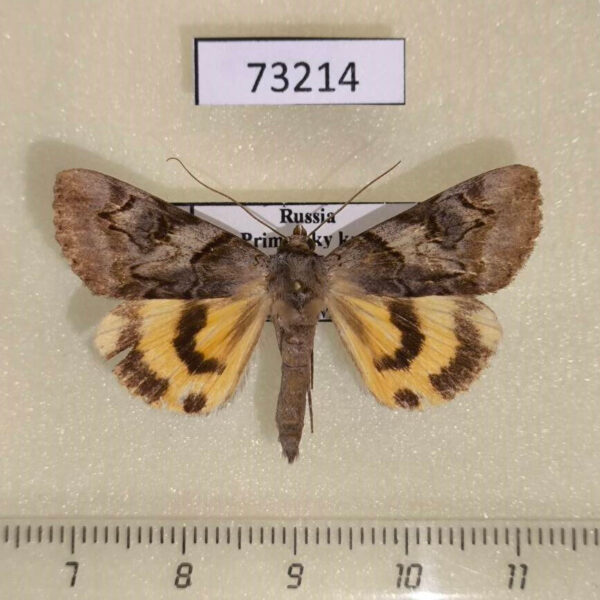Noctuidae Catocala koreana Primorye