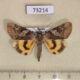 73214p Noctuidae Catocala koreana Primorye $15