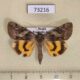 73216p Noctuidae Catocala koreana Primorye $15