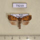 73219p Noctuidae Gortyna basalipunctata Primorye $9