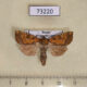 73220p Noctuidae Gortyna basalipunctata f Primorye $12