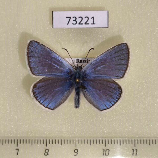 Lycaenidae Plebicula amandus Khakassia rep.