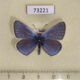 73221p Lycaenidae Plebicula amandus Khakassia rep. $7
