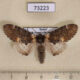 73223p Notodontiidae Notodonta dromedarus sibirica Krasnoyarsk reg. $7