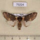 73224p Notodontiidae Notodonta dromedarus sibirica Khakassia rep. $6