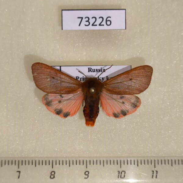 Arctiidae Phragmatobia amurensis Primorye