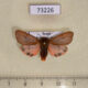 73226p Arctiidae Phragmatobia amurensis Primorye $4