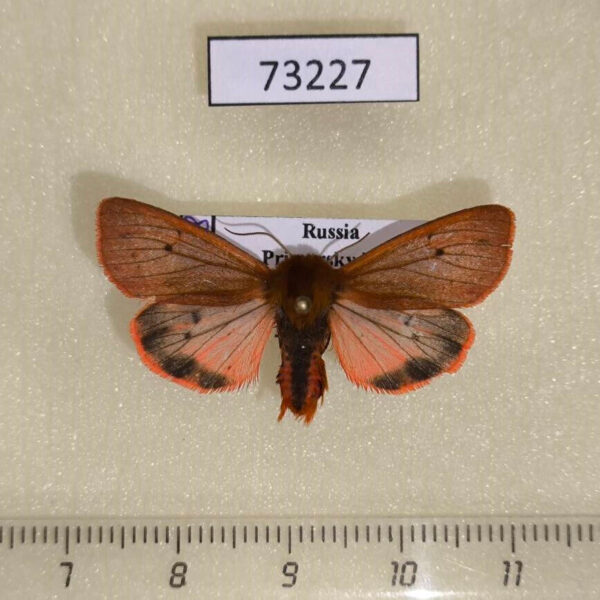 Arctiidae Phragmatobia amurensis Primorye