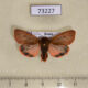 73227p Arctiidae Phragmatobia amurensis Primorye $4