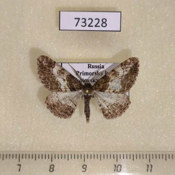 Geometridae Cleora cinctaria Primorye