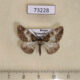 73228p Geometridae Cleora cinctaria Primorye $4