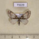 73229p Geometridae Trichopteryx ussurica Primorye $6
