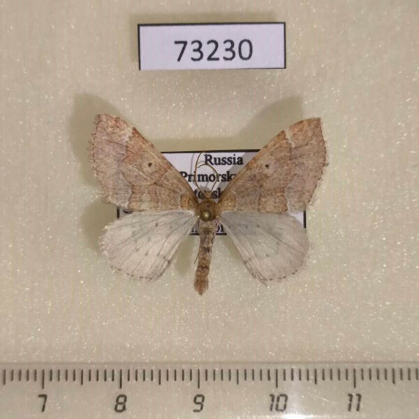 Geometridae Idiotephria evanescens Primorye