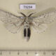 73234p Notodontiidae Cerura erminea candida Primorye $7