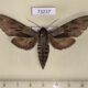 73237p Sphingidae Hyloicus morio Primorye $6