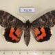73239p Noctuidae Catocala nupta Primorye $10