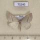 73240p Geometridae Petrophora chlorosata Primorye $4