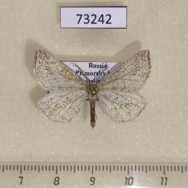 Geometridae Hypoxystis pluviaria Primorye