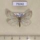 73242p Geometridae Hypoxystis pluviaria Primorye $4