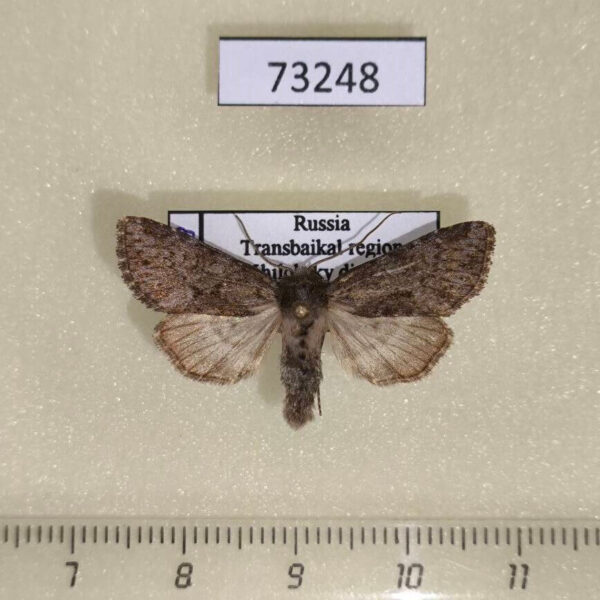 Noctuidae Lasionycta hospita Transbaikal reg.