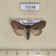 73248p Noctuidae Lasionycta hospita Transbaikal reg. $5