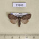 73249p Noctuidae Lasionycta hospita Transbaikal reg. $5