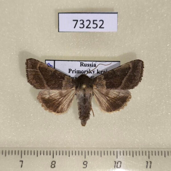 Noctuidae Pyrrhia bifasciata Primorye