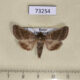 73254p Noctuidae Pyrrhia bifasciata Primorye $8