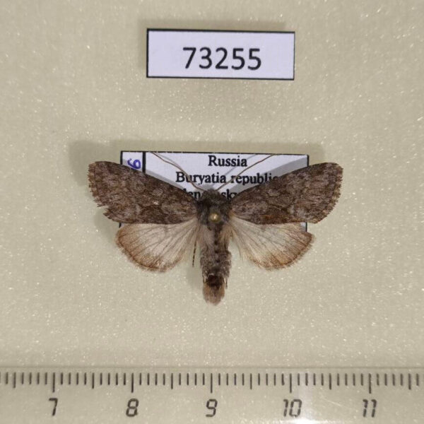 Noctuidae Lasionycta hospita Buryatia rep.
