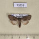 73255p Noctuidae Lasionycta hospita Buryatia rep. $2